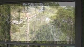 The Weepies-Little Bird