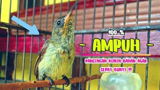 Download lagu PANCINGAN KOLIBRI NINJA Bahan Agar Bunyi || MASTERAN Konin Agar Cepat Gacor || Part 10 mp3