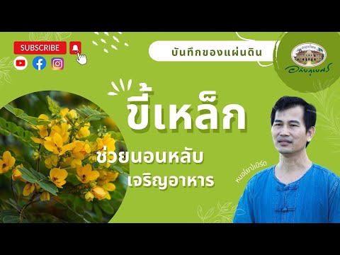ขี้เหล็ก ช่วยนอนหลับ ยาระบาย แก้ปวดเมื่อย l บันทึกของแผ่นดิน (2023)