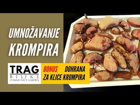 POTATOES - MULTIPLICATION AND TRANSPLANTATION