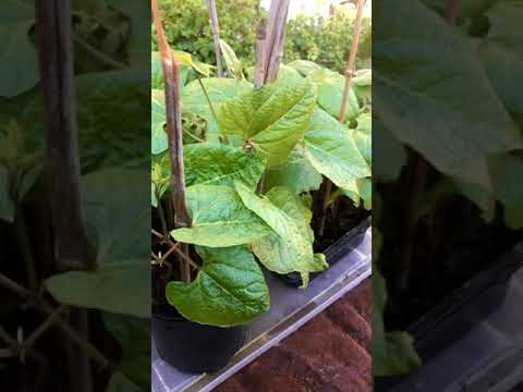 Growing Runner beans #shorts