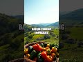The Hidden Power Of Basque Cuisine A Journey To Longevity