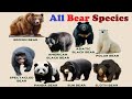 All Bear Species Different Types Of Bear