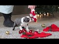 Boston Terrier dogs for sale: Missy - Video 1