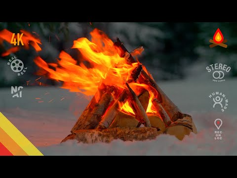 12 hours evergreen forest 🔥 CAMPFIRE (real scene - NO AI)