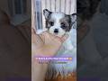 Morkie dogs for sale: Rare Blue Eyed Sina - Video 1