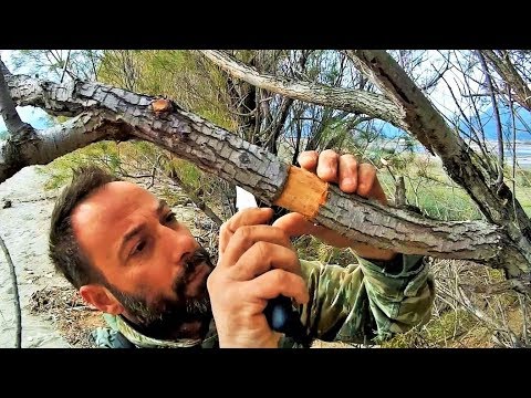 How To Collect Material For Bonsai: Air Layering Tamarix (Tamarix hampeana) Vol. 1