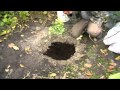 Посадка голубики 