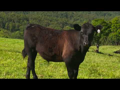 669 Costigans Road, Yarras, NSW 2446, 3 habitaciones, 2 baños, Lifestyle Property