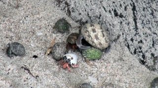 Colourful Crabs of Andaman and Nicobar Islands