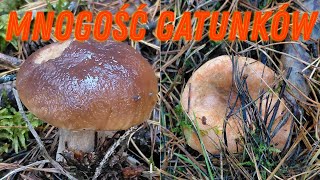 A multitude of species