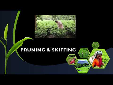 Pruning and Skiffing