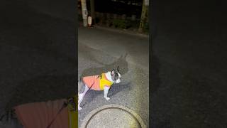 真っ暗な夜道でもママに気付いて立ち止まるフレブル
