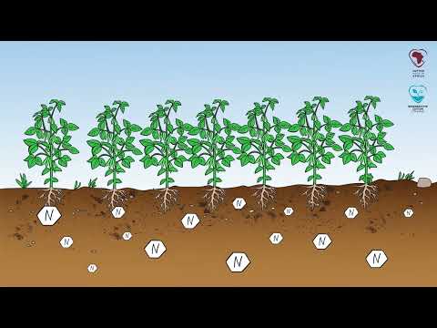 AbTF training video on the importance of crop rotation in cotton farming