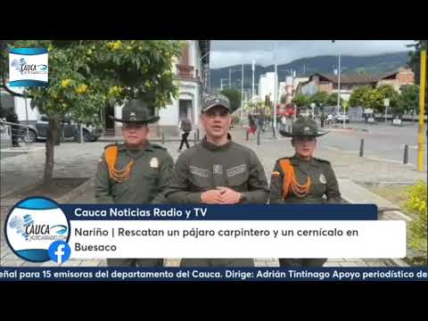 Nariño | Rescatan un pájaro carpintero y un cernícalo en Buesaco