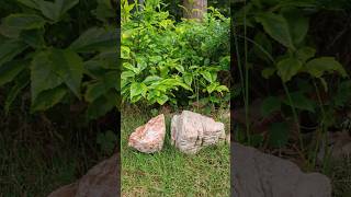 Download lagu 3D Printed a Rock to Hide Keys… Now We Can’t Find It 😅#creality #crealityhi #3dprinting mp3