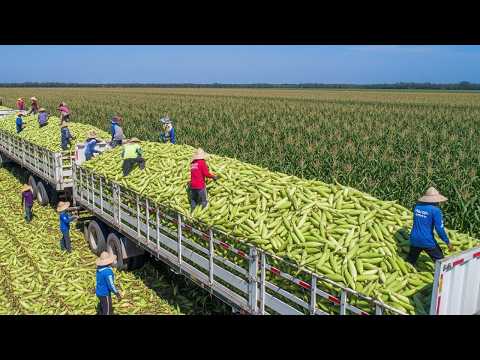 100+ Greatest Harvests Ever - America’s Unbelievable Fruit & Veggie Hauls - Relaxing Harvest