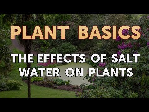 How to Dry an Overwatered Plant