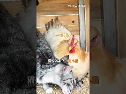 鸡妈妈来者不拒，猫妈妈顺势而为#母鸡 #猫咪 #母爱 #动物的迷惑行为 #万万想不到