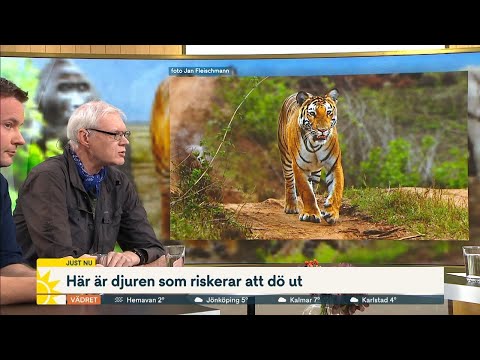 Beräkningar: En art i timmen dör – här är djuren som riskerar att d… | Nyhetsmorgon | TV4 & TV4 Play