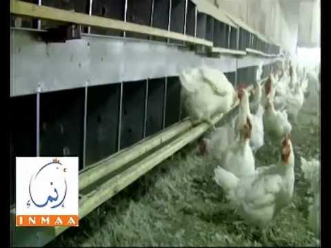 Inmaa Poultry & Feed 2012 - Sudan