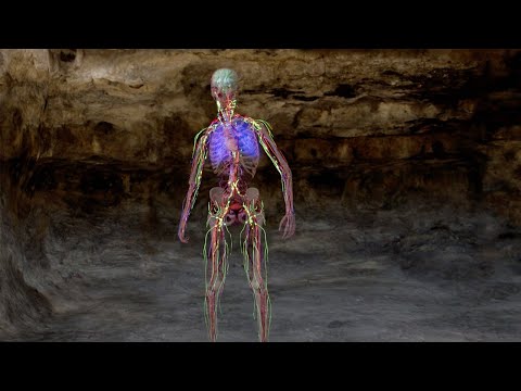 How We Fight Off Infections | Secrets Of The Human Body | BBC Earth Science