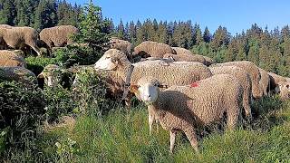 Transhumanz kehrt in französische Alpen zurück