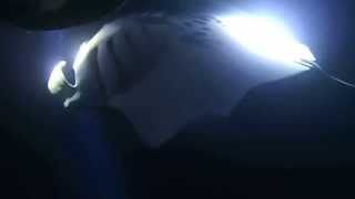 preview picture of video 'Night Time Manta Ray Snorkel in Keauhou Bay, Big Island, Hawaii'