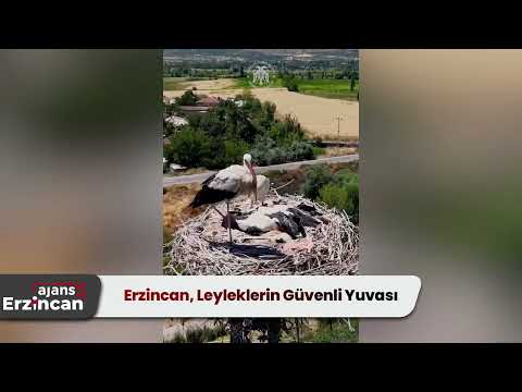Erzincan, Leyleklerin Güvenli Yuvası