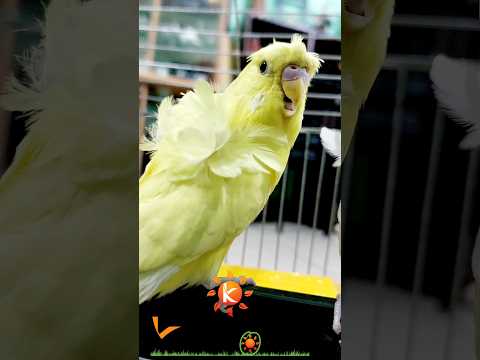 Beautiful Hogoromo #yellow DF #jp #Budgerigar #katabonbd