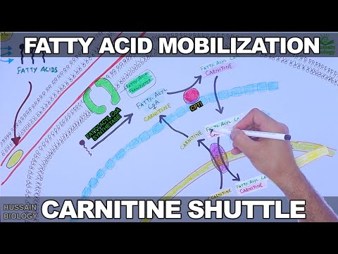 Fatty Acid Mobilization and Carnitine Shuttle (Updated)