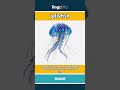 jellyfish - a sea animal with a soft, w... video thumbnail
