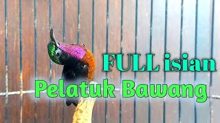 Download lagu Kolibri Ninja Dada Coklat GACOR Nembak Isian Pelatuk Bawang mp3