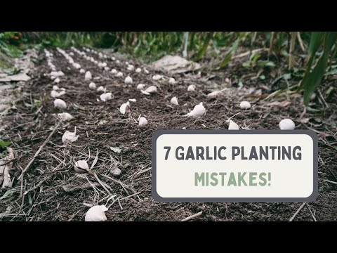 7 COMMON Garlic Planting MISTAKES! Ope!