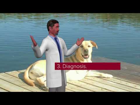 An Overview of Bone Cancer in Dogs