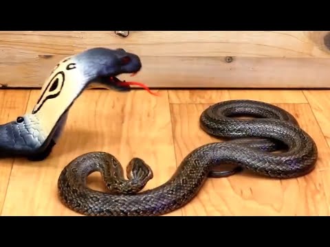 RC Fastest Naja Black King Cobra Unboxing & Testing - Chatpat toy tv