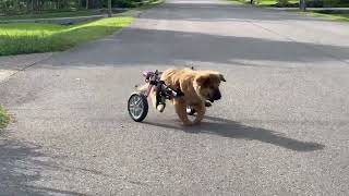 Video preview image #1 German Shepherd Dog-Great Pyrenees Mix Puppy For Sale in Columbus, IN, USA