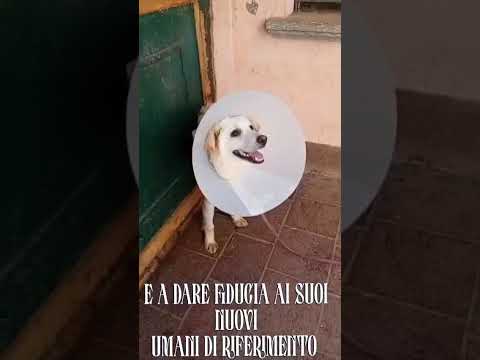 Video di SALVO