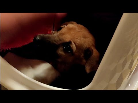 Jugal ko kiya rescue ❤️ ||Mayankdavevlog||  #vlogger #Phalodi #animals #dogrescue