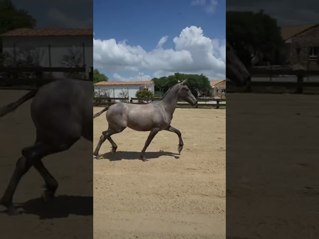 Potra PRE 1,5 a&ntilde;os 