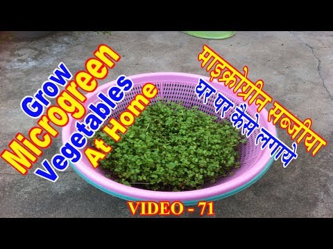 , title : 'Microgreen nutrition How to grow vegetable at home Hydroponic'