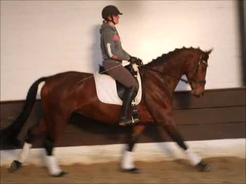 AMELY 5j. v. Ampere - Ehrenwort - Donnerhall  - Dres.pf. A gew.