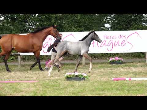 CUMANA DES FLAGUES Z