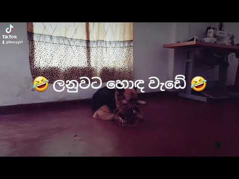 කම්මැලි කමට කරන වැඩ#comedy #funny #pets #doglover #petlover #lexcygirl