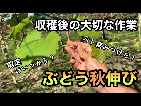 ブドウの剪定時期 秋 冬 剪定方法 ヒント