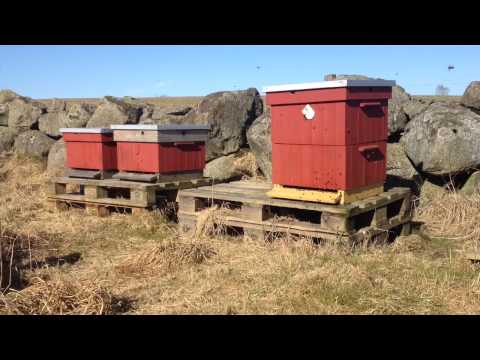 Vår i bigården 2015