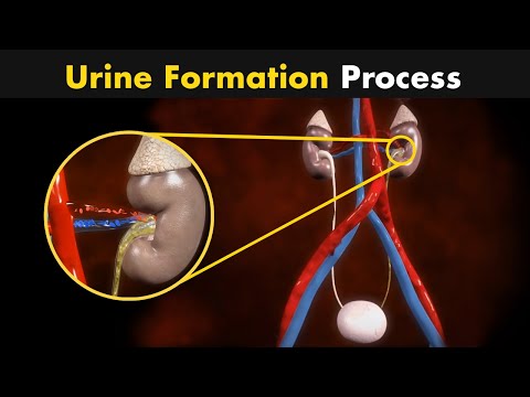 Process of Urine Formation | Nephron Function (3D Animation)