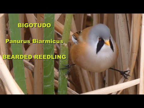 fúzatka trstinová (Panurus biarmicus) — biotop a pohyb