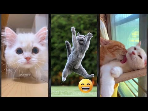 Cute Animals 😻 cats meowing 😻 #catslife Ep 3221