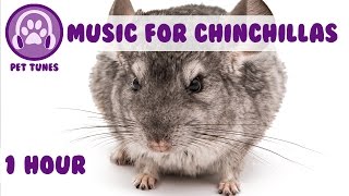 1 Hour of Relaxing Music for Cheeky Chinchillas! Chinchilla Music. Pet Music.